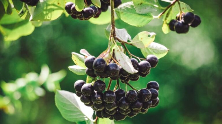 Najzdravija biljka na svijetu: Šta znači čaša aronije dnevno za vaš organizam?