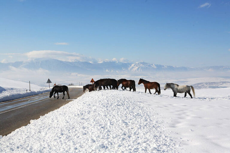 Jedna od najvećih atrakcija u BiH nije zaštićena: Livanjski divlji konji – svačiji, a ničiji