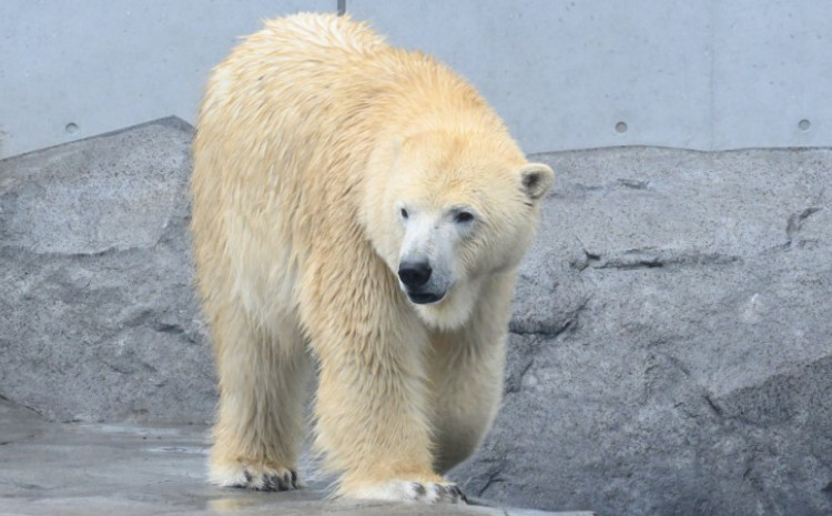 Berlinski zoološki vrt izgubio posljednjeg polarnog medvjeda