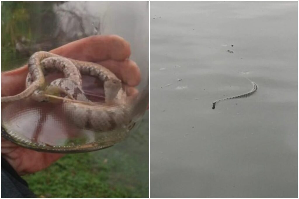 zmije hrvatska dec11