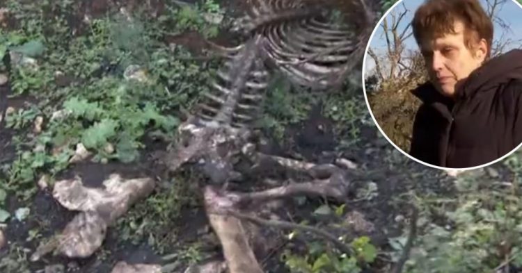 1641889055 f 23282575 1024 750x393 1