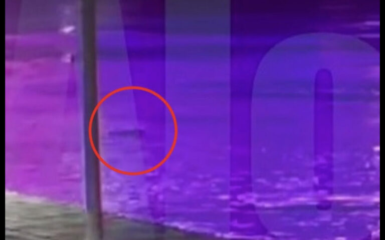 Ekskluzivni snimci iz Beograda: Matej pliva u Savi, u blizini obale?!