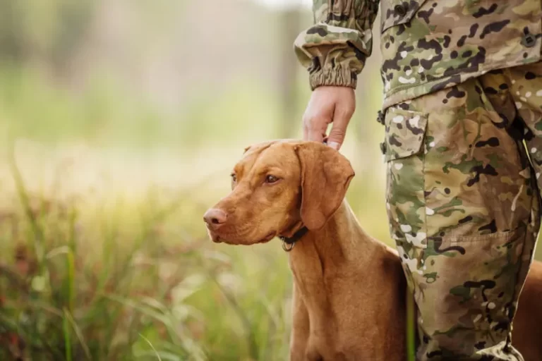Tešanj: Ukradena dva lovačka psa