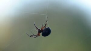 pauk mreza345 17092 750x421 1