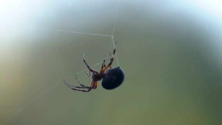 pauk mreza345 17092 750x421 1