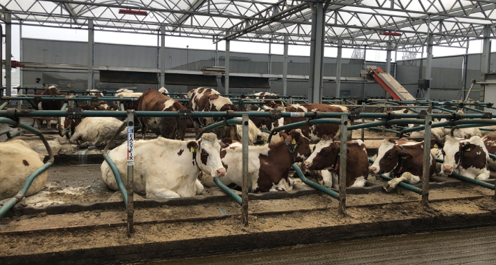 plutajuca farma nizozemska AA 1