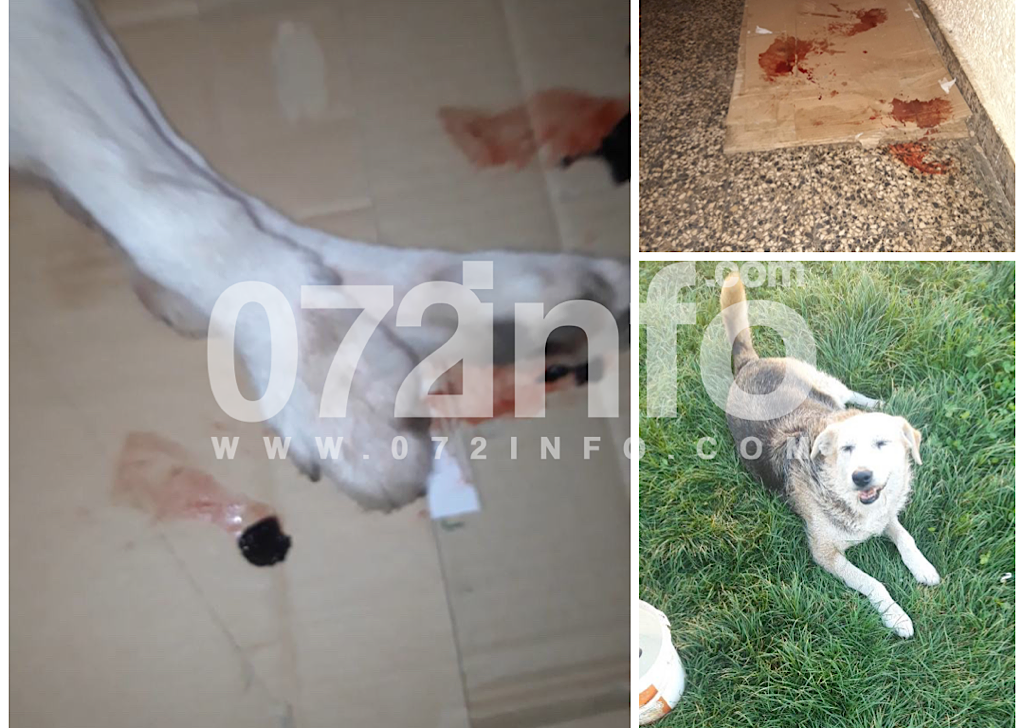 53FFB8B9 3AC2 4928 8C2B 1960C7D8D135