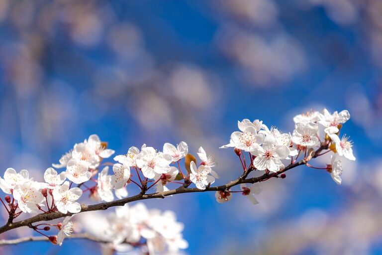 Zbog klimatskih promjena proljeće počinje ranije 