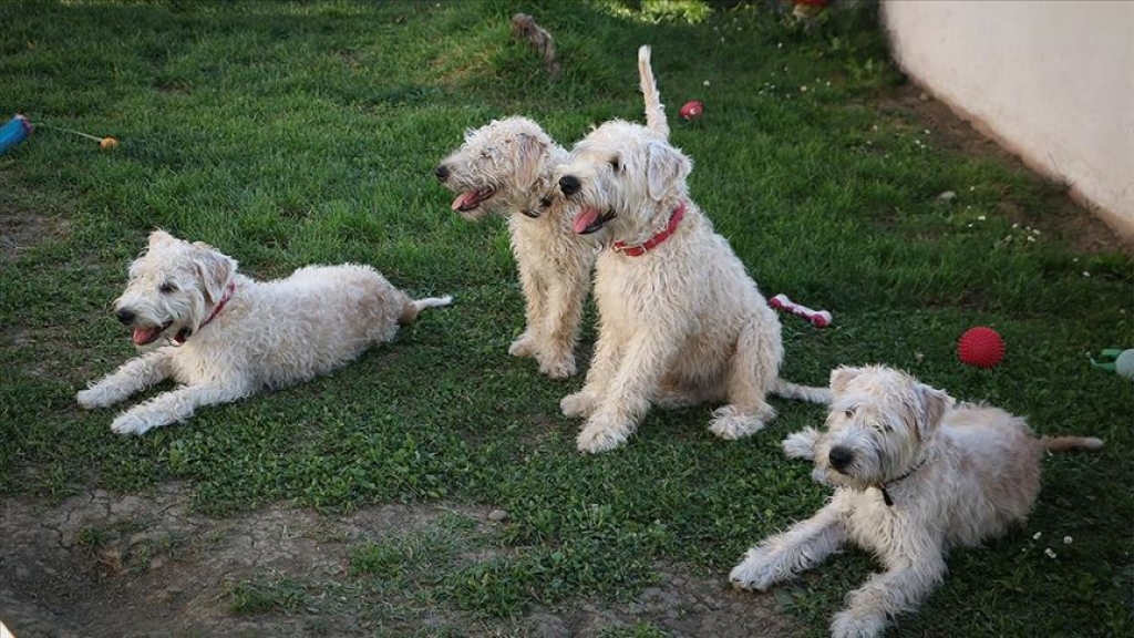 63b073cfee99adaf241369010cb28cb2 jpg pagespeed ce 0EzTX2GmsC