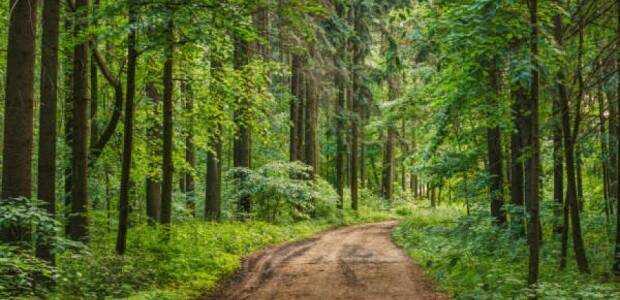 Obavještenje za vlasnike privatnih šuma u Zeničko-dobojskom kantonu