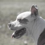 dog pas pitbull pixabay