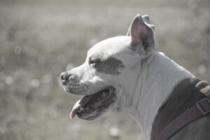 dog pas pitbull pixabay