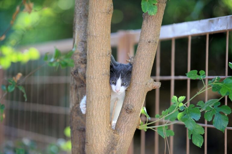 Evo zašto se mačke pare baš u februaru