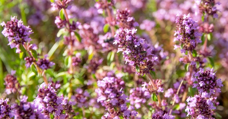 4c41f4ba0ab6c4c26c31203c133134c4