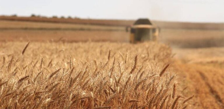 Teška jesen pred najvećom žitnicom u BiH: Uz nestašicu mlijeka i mesa skuplja će biti i pšenica