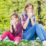 alergija polen 24sata