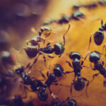 mravi ants