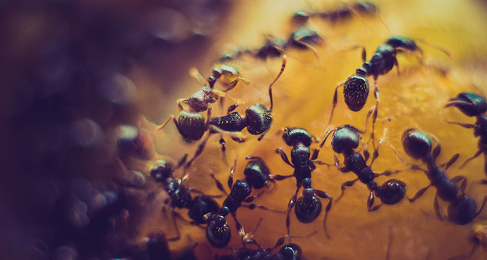 mravi ants