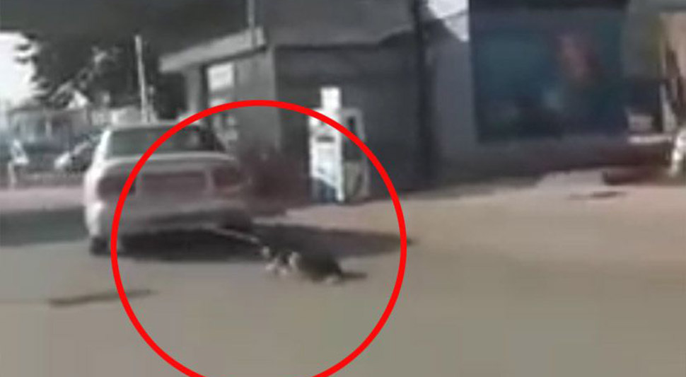 vukao psa bujanovac screenshot