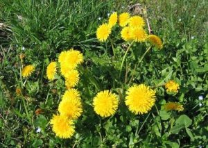 4dcc79e67f1925e00f22442ba98fec8d