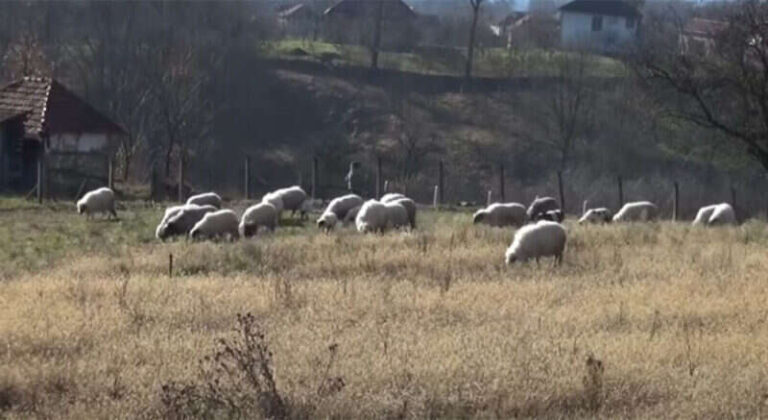ČETIRI OVCE NASTRADALE U MINSKOM POLJU: Riječ je o šumskom terenu i padinama, postavljena upozorenja! 