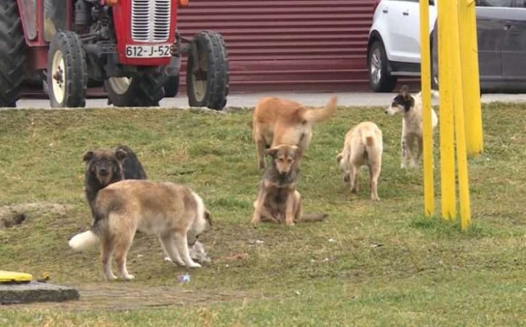 Djevojčicu izujedao čopor pasa, u teškom je stanju 
