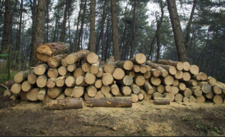 Tragedija: Balvan se prevrnuo u igri, djevojčica preminula od povreda  