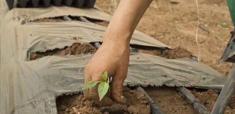 Da li je BiH naučila važnu lekciju: Bogate zemlje su one koje proizvode dovoljno hrane
