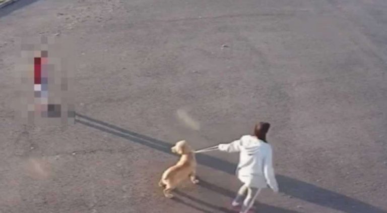 UŽAS U BIH: Pred kćerkom davila psa