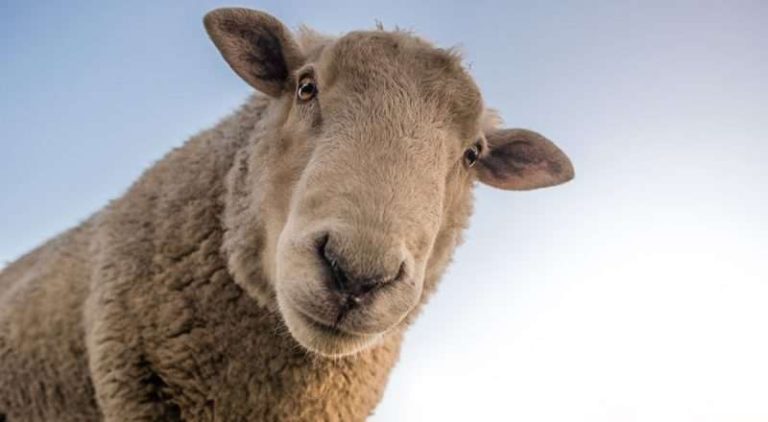 SLUČAJ U BIH: Ukrao dvije ovce pa ih prodao za 180 KM