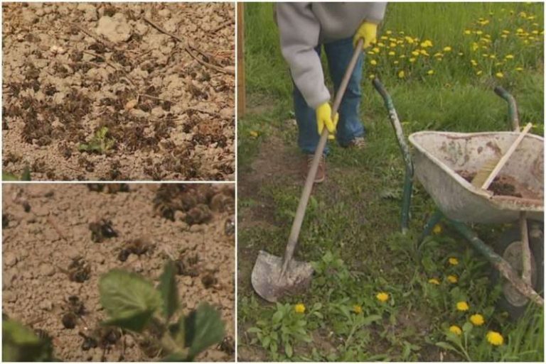 Šta se događa? / Veliki pomor pčela, u nekim mjestima skupljaju ih lopatom
