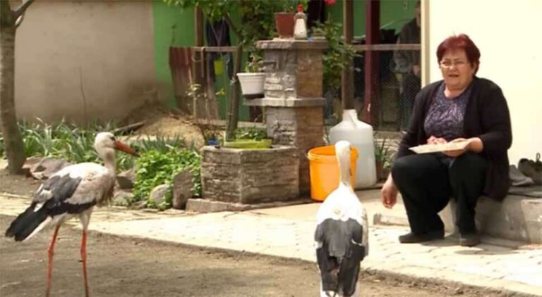 Priča kao iz bajke: Spasli rode od sigurne smrti, a one im uzvratile prijateljstvom