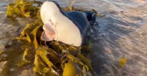 stvor lijes sydney 696x360 1