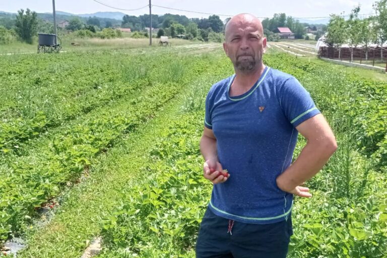 Jagode rodile, radnika nema ni za lijeka