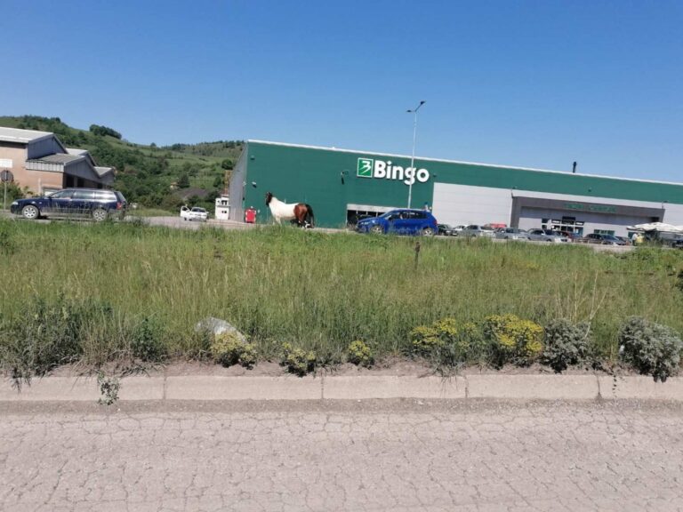 Potraga za konjem u Brezi