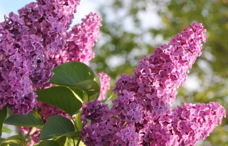 Osim što prelijepo miriše, znate li šta još sve možete napraviti od jorgovana