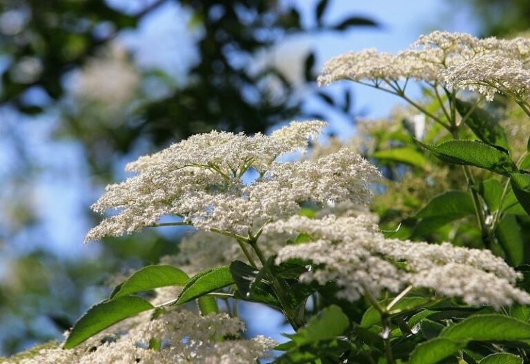 Napravite sok od zove, osvježava, a i zdrava je