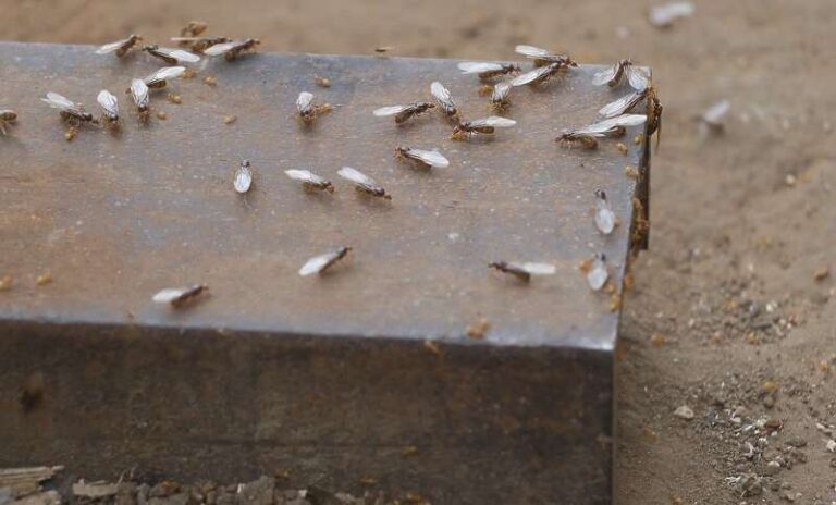 Tople noći prizivaju i leteće mrave: Riješite ih se proizvodom koji košta manje od 4 KM