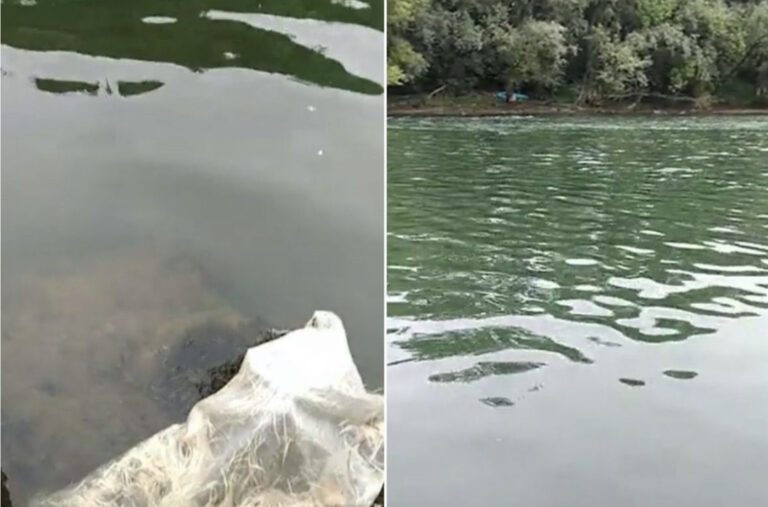 Užasni prizori na rijeci u bh. gradu: Plutale kokošije glave