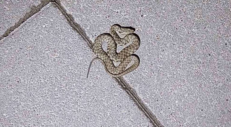 Poskok snimljen u bh. gradu