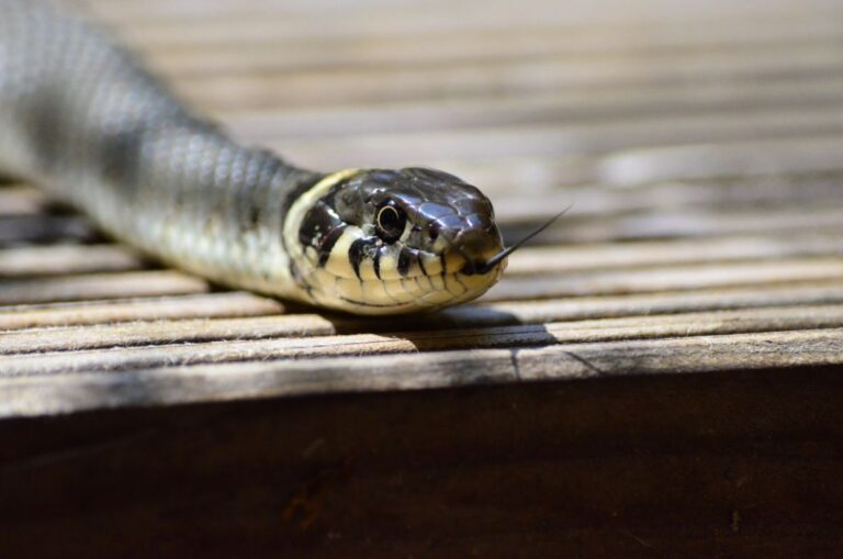 Nabavite ovu tečnost i nećete vidjeti zmije u svom dvorištu ovog proljeća