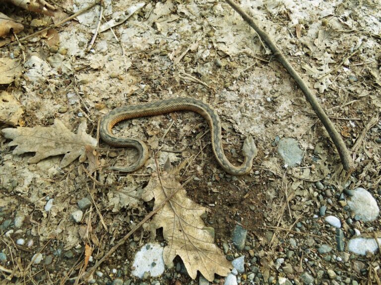 POSKOKA UBIO NA KUĆNOM PRAGU Muškarac postavljao kamen i naletio na gmizavca
