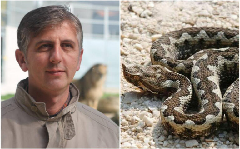 Ovo su savjeti stručnjaka: Šta uraditi kada vas ujede zmija?