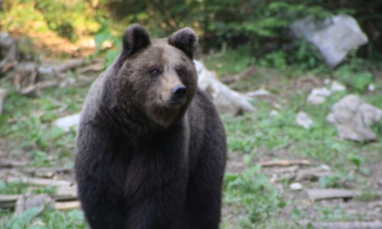 Nestao iz Nacionalnog parka Sutjeska: Policija traga za medvjedom