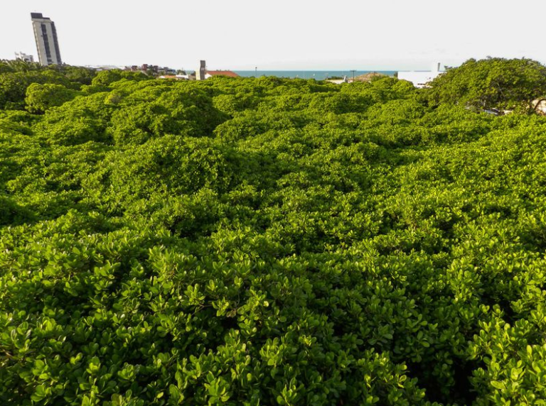 Trik majke prirode: Ovo nije šuma, nego samo jedno stablo