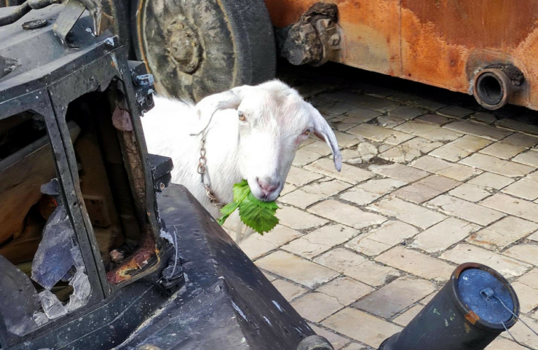 Koza u Ukrajini slučajno aktivirala postavljene mine, u ‘napadu‘ ozlijeđeno 40 ruskih vojnika