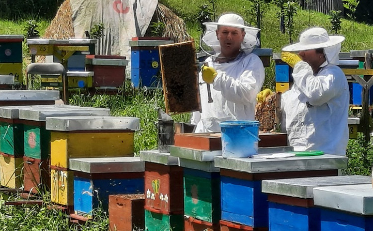Katastrofalna godina za pčelare, hoće li doći do poskupljenja meda u BiH