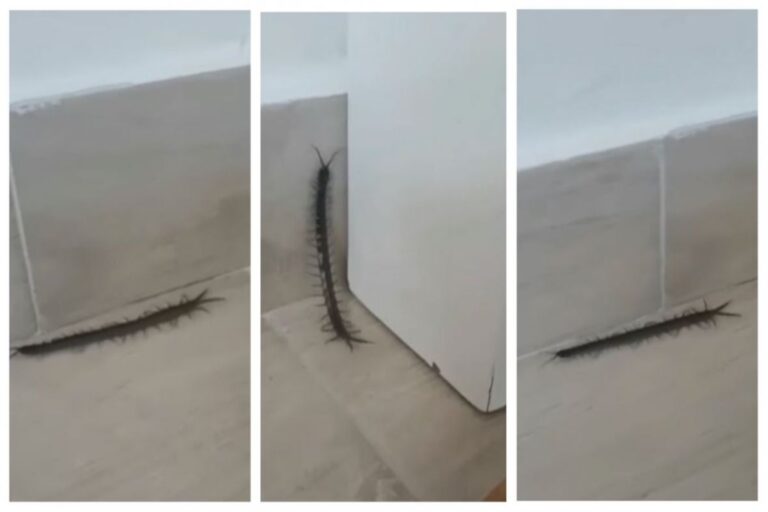 Panika na društvenim mrežama zbog insekta: “Od ujeda sam išao u hitnu zbog bolova”