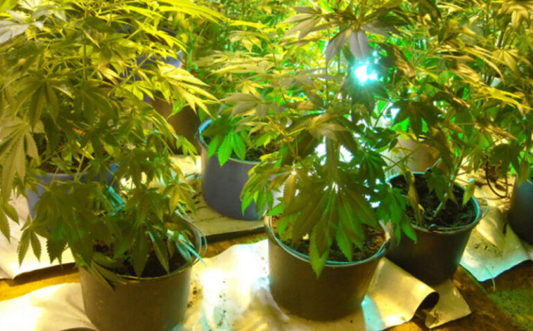 Slučaj u BiH: U stanu pronađeni marihuana i 6.000 KM