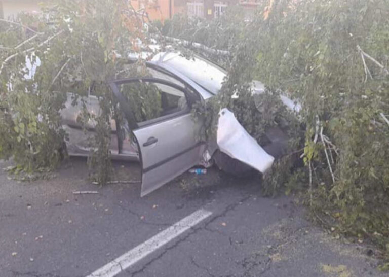 Na vozilo palo drvo, ima povrijeđenih